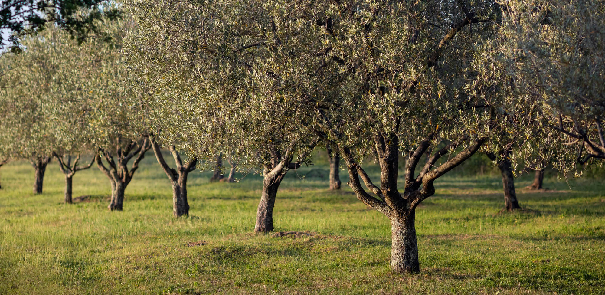 filiere-mycophyto-arboriculture