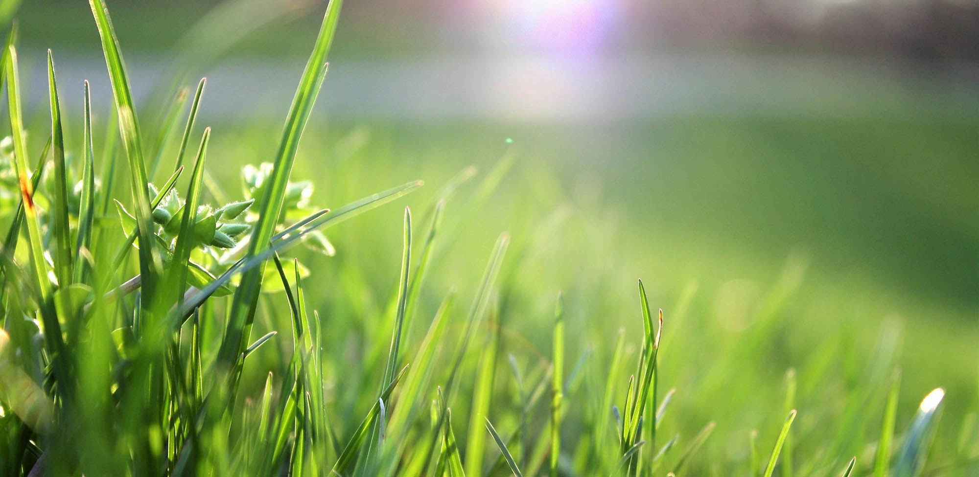 filiere-mycophyto-gazon