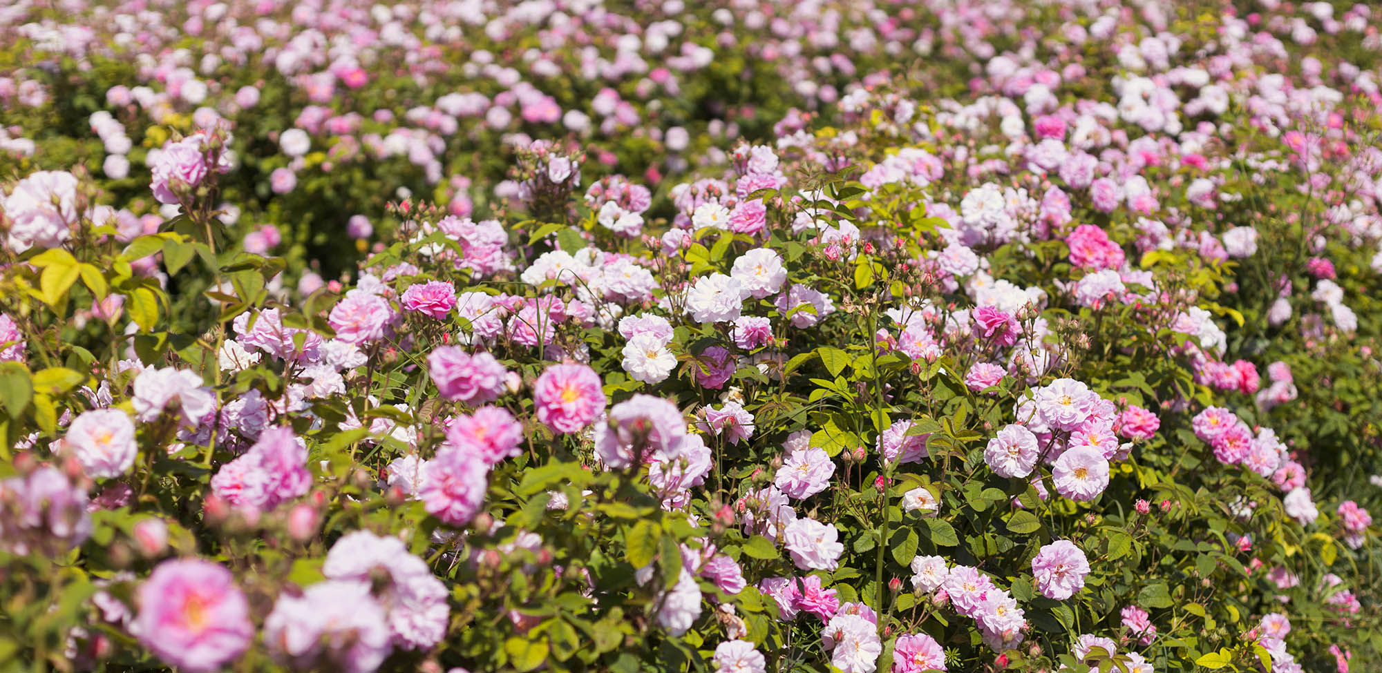 filiere-mycophyto-rose