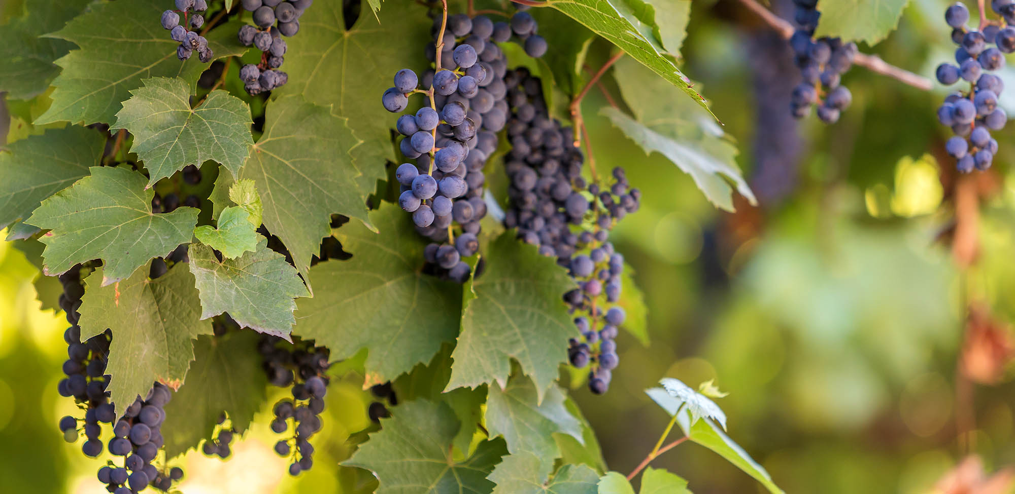 filiere-mycophyto-vigne